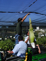 Chris holding up the shade cloth as they drive under the shade stucture