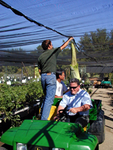 man holding up shade cloth