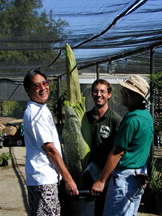 Three men posing for photo as they remove inflorescence from cart