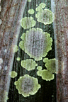 close-up of interesting pattern on bud sheath