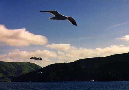 [Gulls_over_Catalina]></a>
</center>

    <DL><p>
Biology 317 Spring 1998
  </DL><p>
<hr>
<a href=