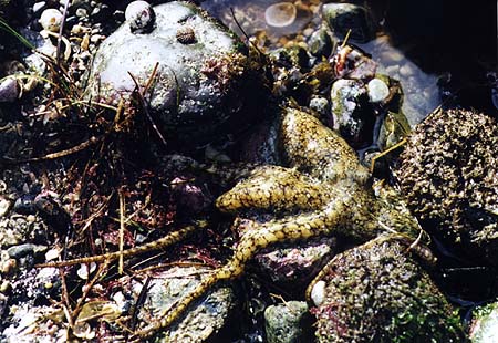 [octopus_escaping]></a>
</center>

    <DL><p>
Biology 317 Spring 1998
  </DL><p>
<hr>
<a href=