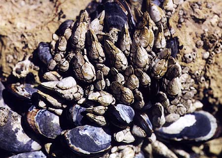 [gooseneck_barnacles]></a>
</center>

    <DL><p>
Biology 317 Spring 1998
  </DL><p>
<hr>
<a href=