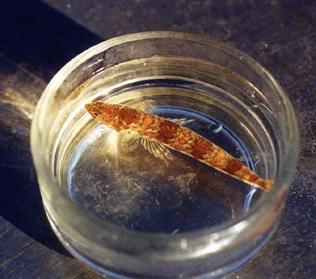 [lizardfish]></a>
</center>

    <DL><p>
Biology 317 Spring 1998
  </DL><p>
<hr>
<a href=