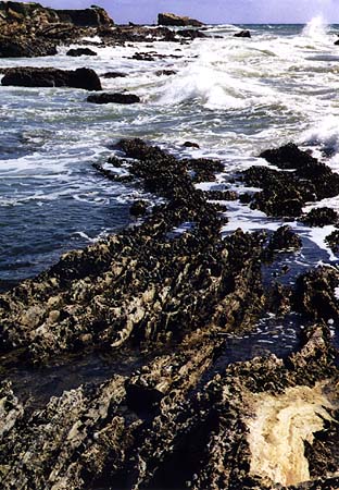 [mussels]></a>
</center>

    <DL><p>
Biology 317 Spring 1998
  </DL><p>
<hr>
<a href=