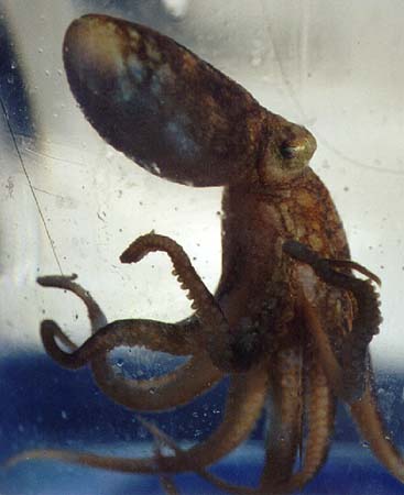 [octopus_1]></a>
</center>

    <DL><p>
Biology 317 Spring 1998
  </DL><p>
<hr>
<a href=