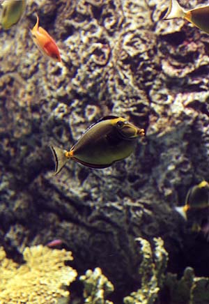 [parrotfish]></a>
</center>

    <DL><p>
Biology 317 Spring 1998
  </DL><p>
<hr>
<a href=