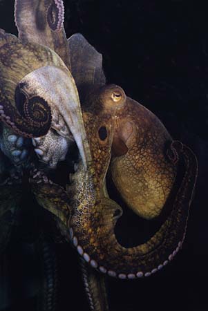 [octopus_3]></a>
</center>

    <DL><p>
Biology 317 Spring 1998
  </DL><p>
<hr>
<a href=