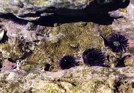 [purple_urchins]></a>
</center>

    <DL><p>
Biology 317 Spring 1998
  </DL><p>
<hr>
<a href=