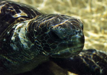 [sea_turtle]></a>
</center>

    <DL><p>
Biology 317 Spring 1998
  </DL><p>
<hr>
<a href=