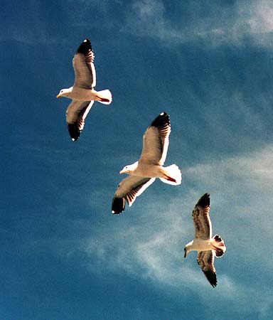 [three_gulls]></a>
</center>

    <DL><p>
Biology 317 Spring 1998
  </DL><p>
<hr>
<a href=