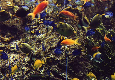 [tropical_fish]></a>
</center>

    <DL><p>
Biology 317 Spring 1998
  </DL><p>
<hr>
<a href=