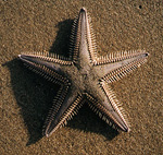 Verrill's Sea Star