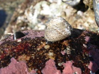 asmi lottia turban banded snail