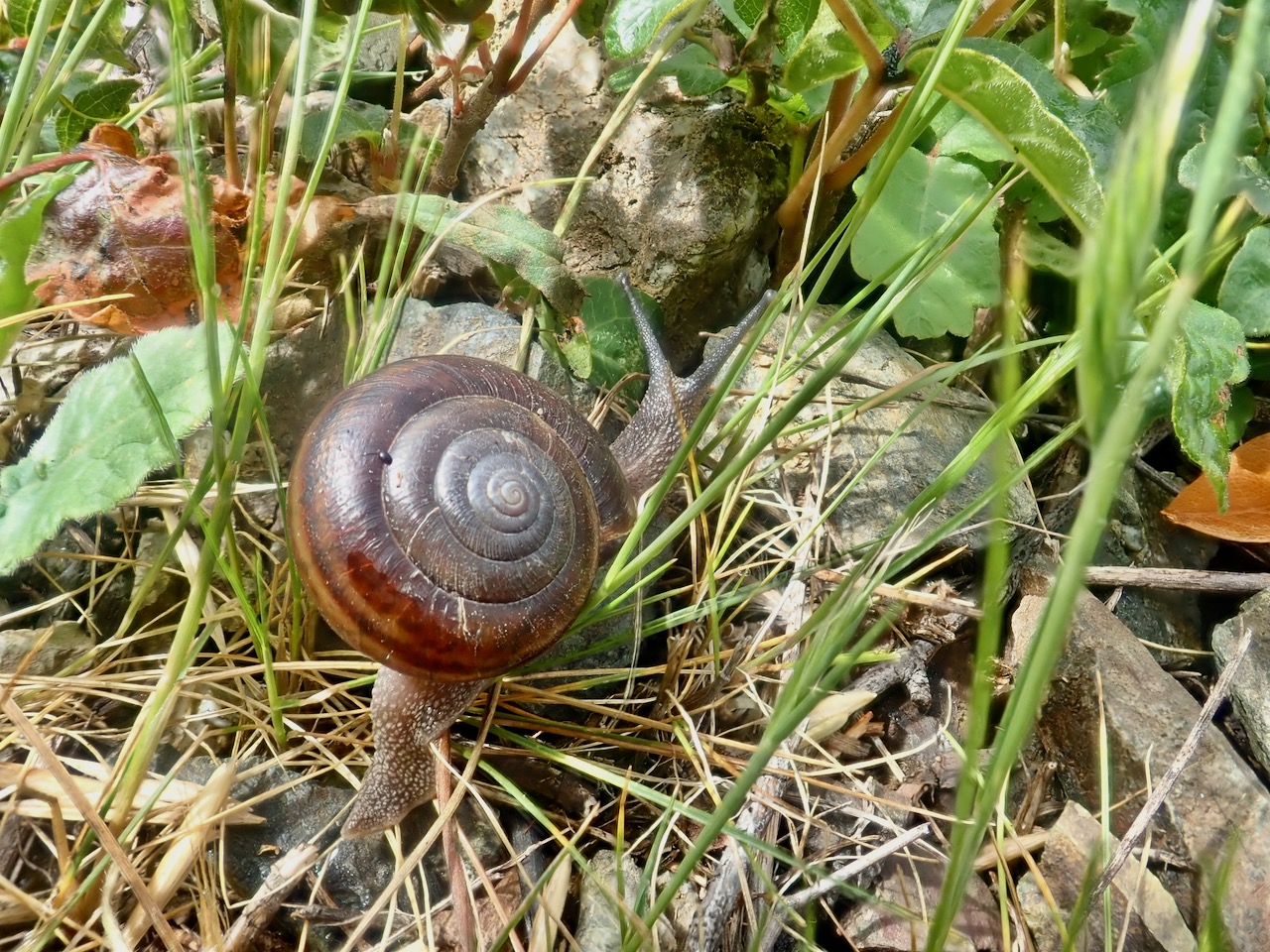 fieldtripImage