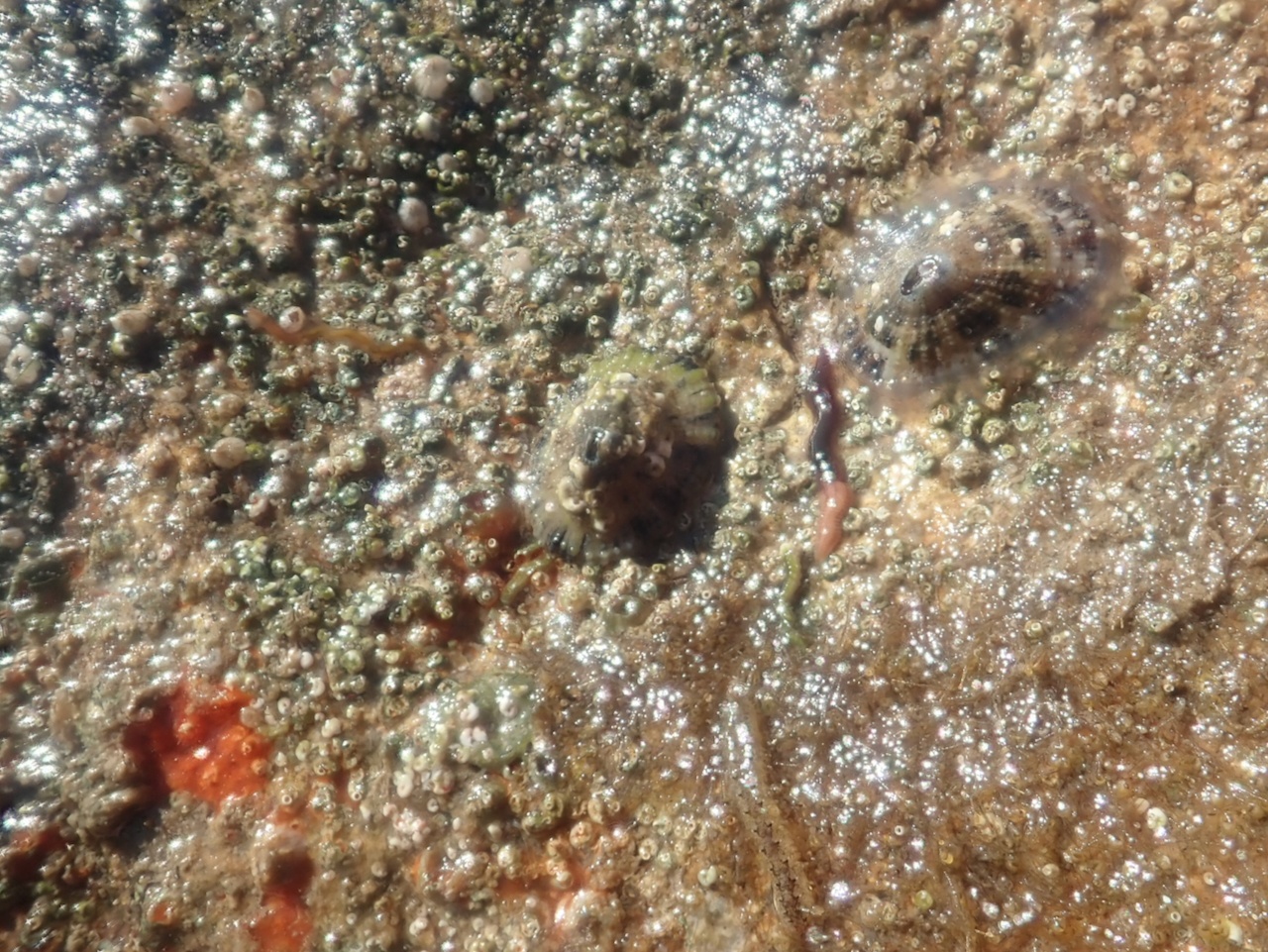 fieldtripImage