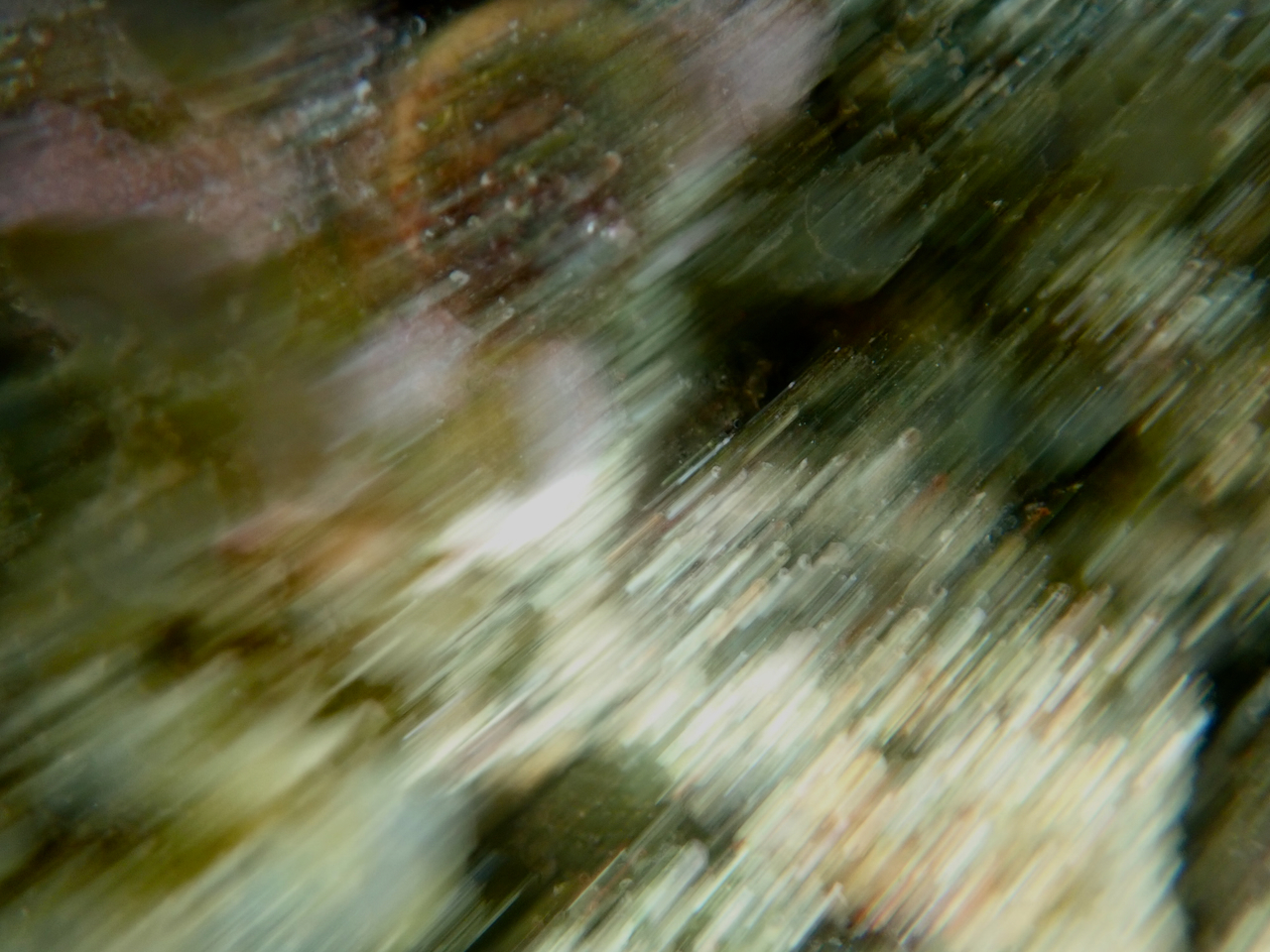 fieldtripImage