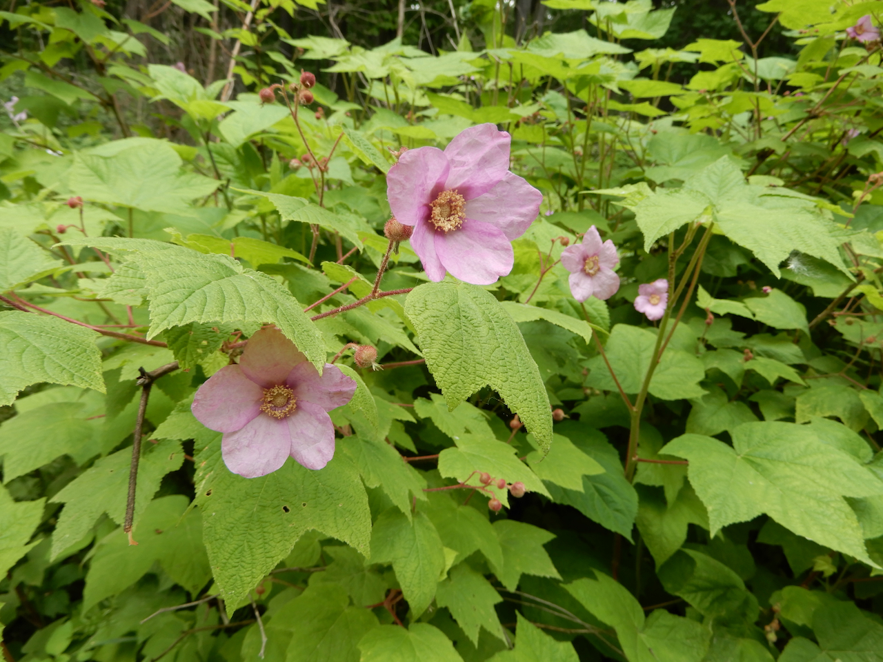 fieldtripImage