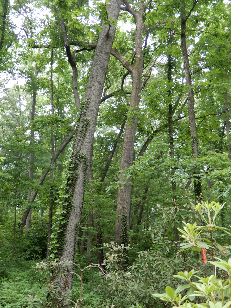 fieldtripImage