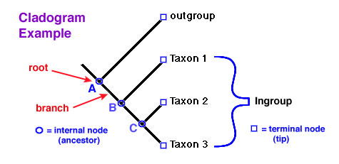 cladogram examples