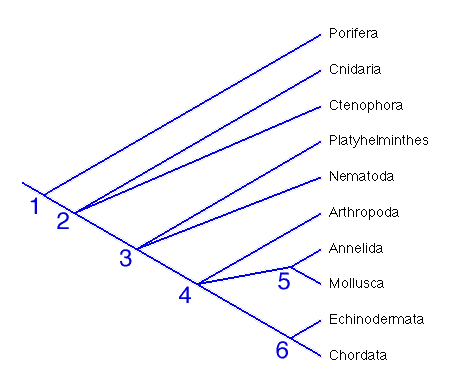 cladogram cnidaria