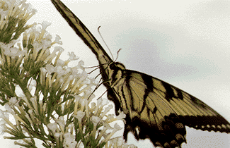 [Butterfly]
