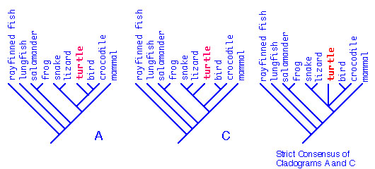 polytomies