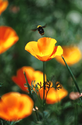 Poppy