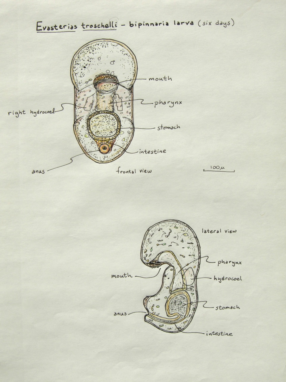 fieldtripImage