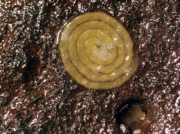 Abalone Cove Image