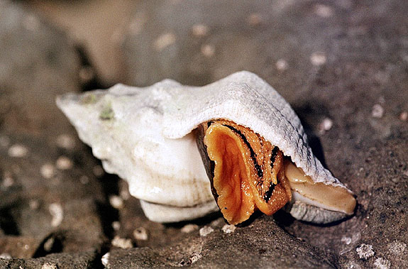 Abalone Cove Image