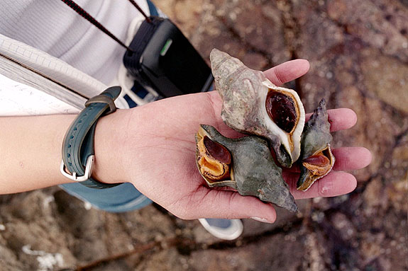 Abalone Cove Image