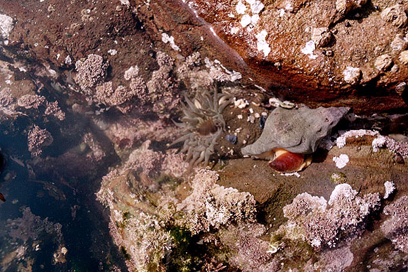 Abalone Cove Image