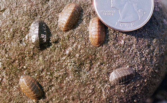 Abalone Cove Image