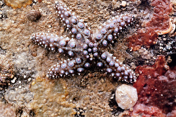 Abalone Cove Image