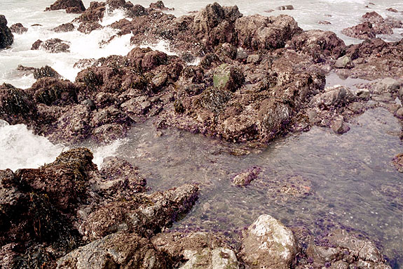 Abalone Cove Image