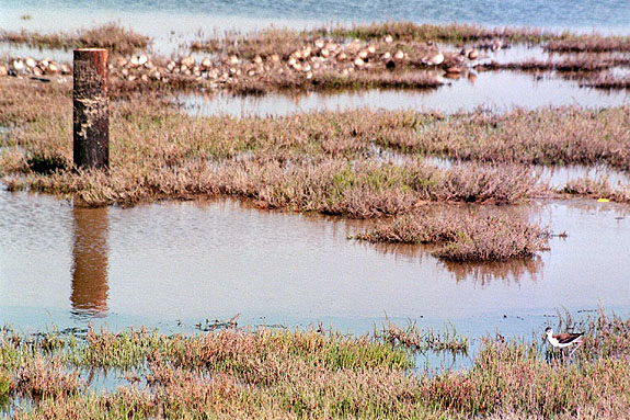 Bolsa Chica Image