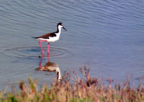 Bolsa Chica Image