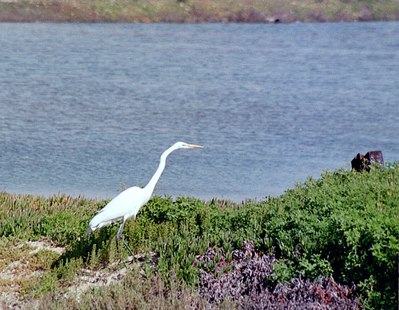 Bolsa Chica Image