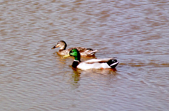 Bolsa Chica Image