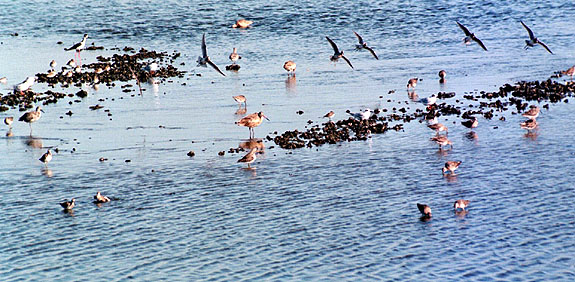 Bolsa Chica Image