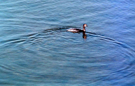 Bolsa Chica Image