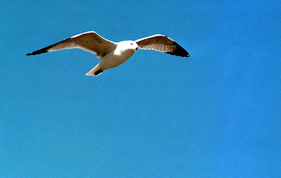 Bolsa Chica Image