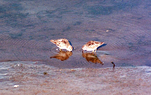 Bolsa Chica Image