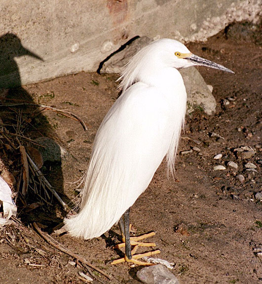 Bolsa Chica Image