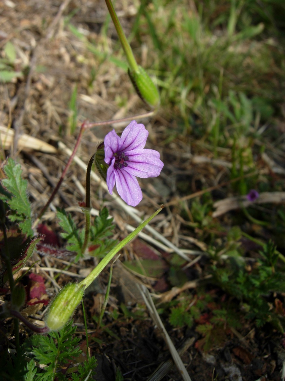 fieldtripImage