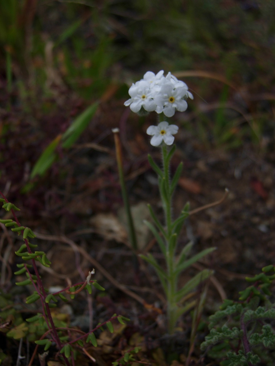 fieldtripImage