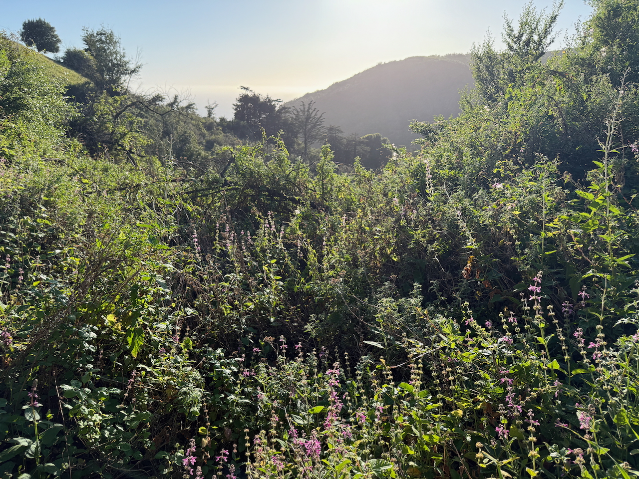fieldtripImage