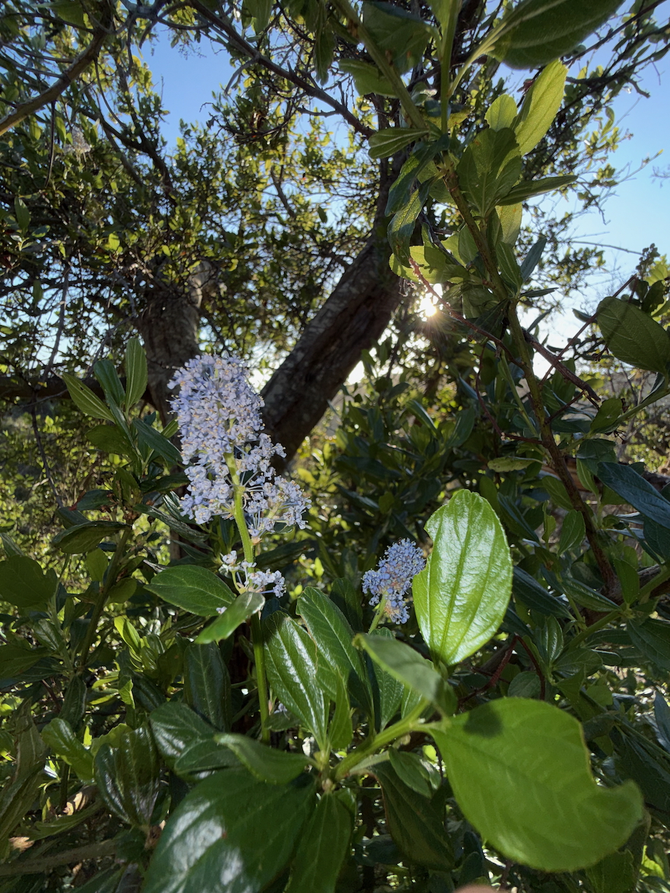 fieldtripImage