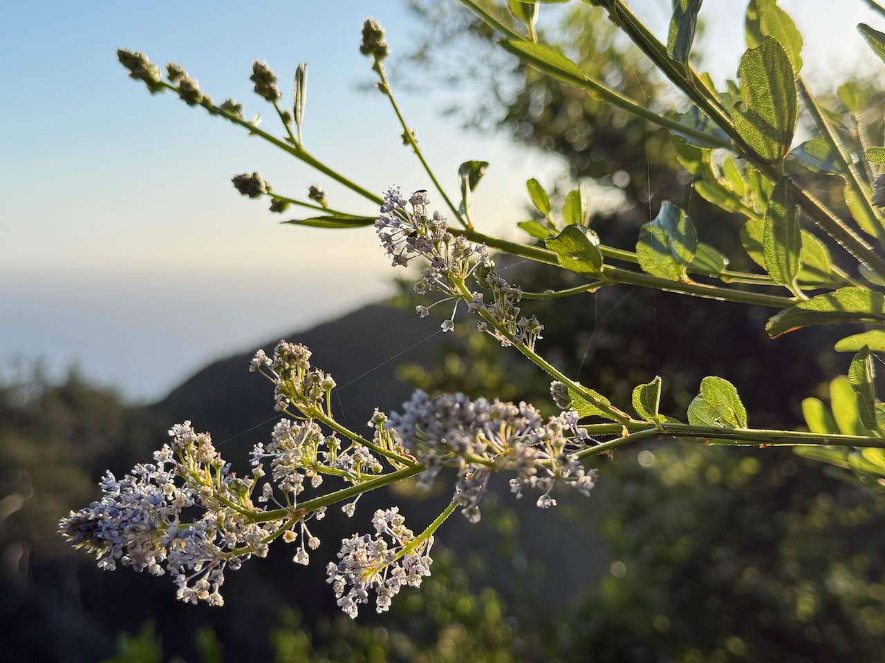 fieldtripImage